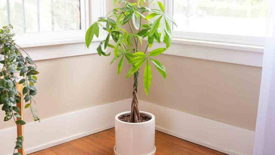 indoor trees ideas best plants inside keep healthy light low maintenance 