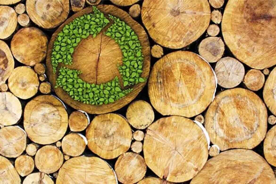 The untapped beauty of Sustainable Timber