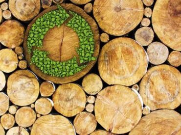 The untapped beauty of Sustainable Timber