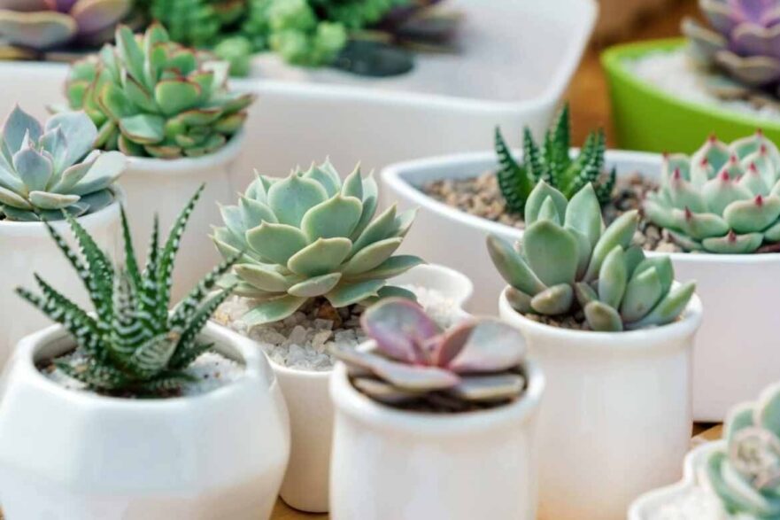 house plants best ideas planting easy to care for hardy home indoor low maintenance lush australian plants succulents