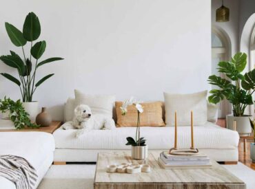 Australian House Plants: the 5 best plants to keep in your home