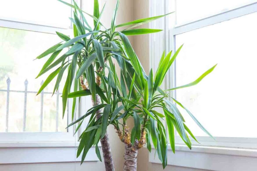 indoor trees ideas best plants inside keep healthy light low maintenance