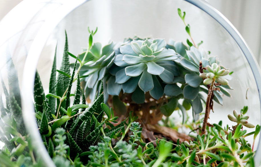 Habitus Loves… Gift Ideas for Plant Lovers