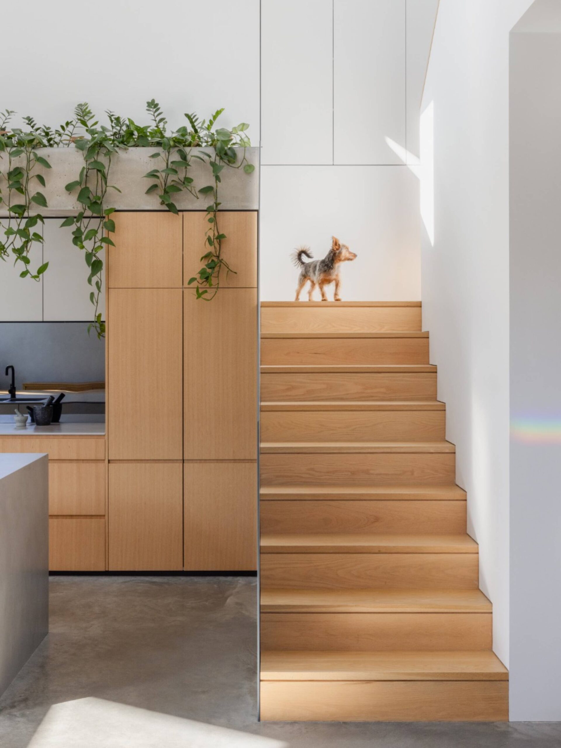 David Parson Architects - Rosebery Residence
