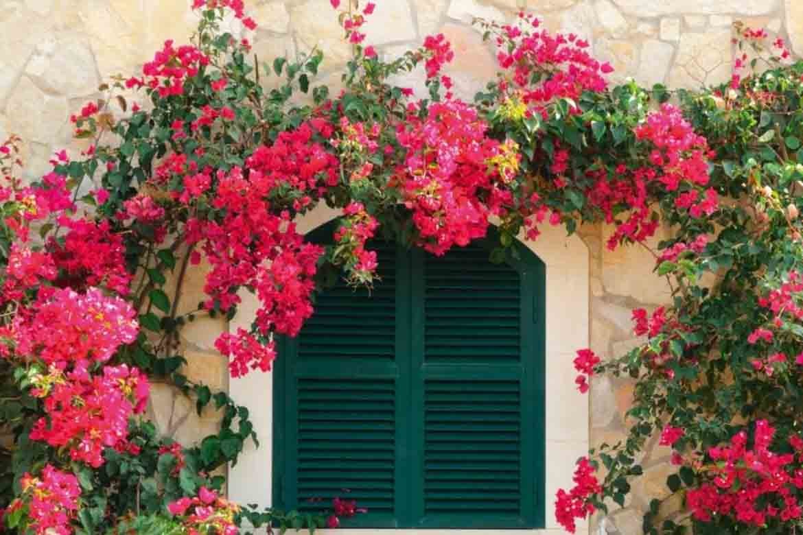 Climbing Plants Australia 10 Best Fast Growing Wall Climbers