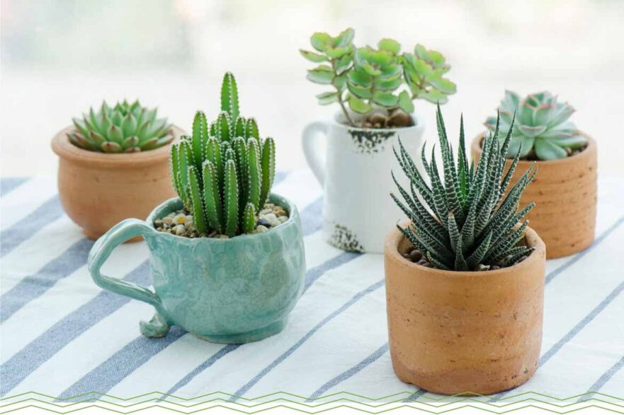 house plants best ideas planting easy to care for hardy home indoor low maintenance lush australian plants succulents