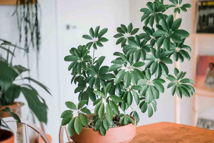 indoor trees ideas best plants inside keep healthy light low maintenance 