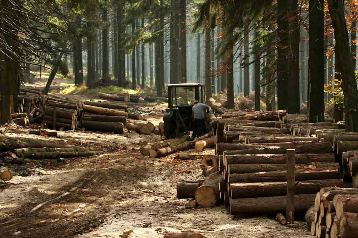 Sustainable Timber Australia The Truth About Timber Sustainability