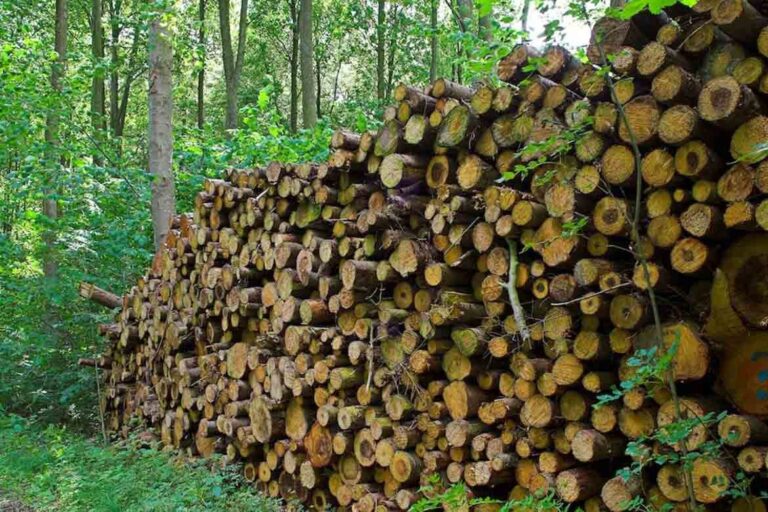 Sustainable Timber Australia The Truth About Timber Sustainability