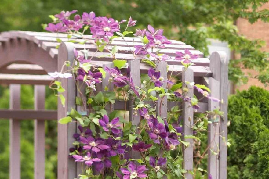 fast growing climbing flowers