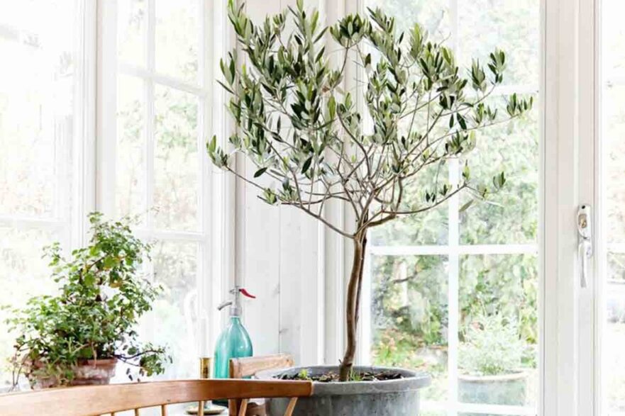 indoor trees ideas best plants inside keep healthy light low maintenance 