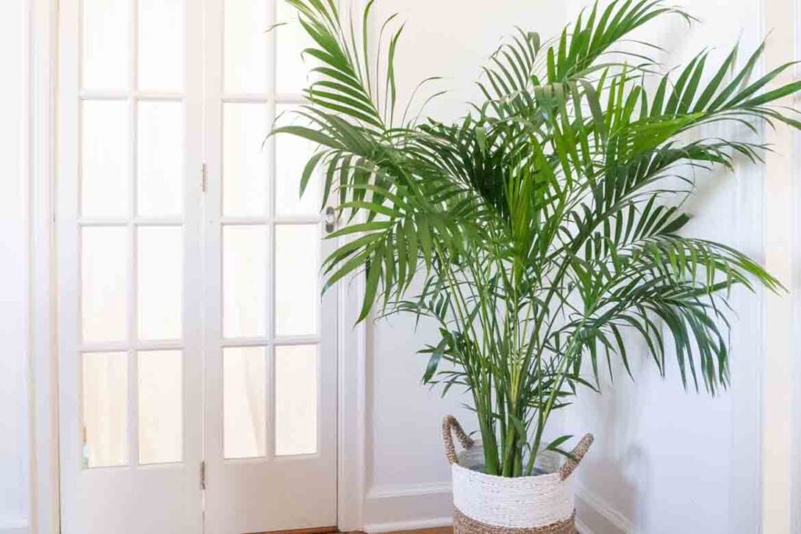 indoor trees ideas best plants inside keep healthy light low maintenance 