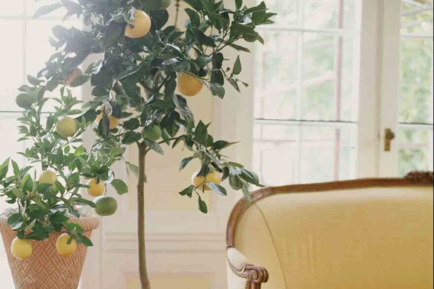 indoor trees ideas best plants inside keep healthy light low maintenance 