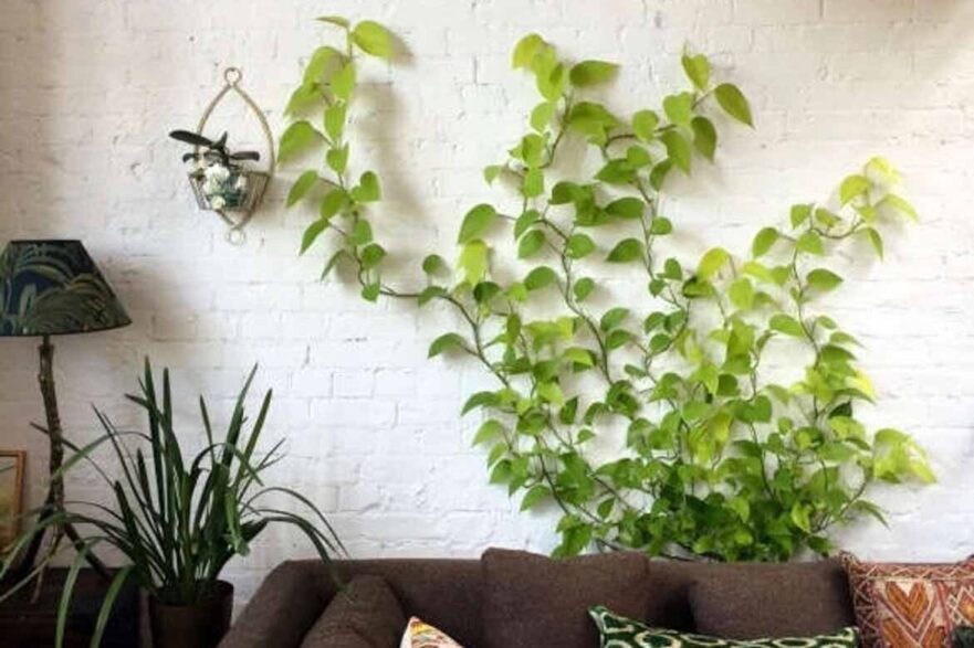 house plants best ideas planting easy to care for hardy home indoor low maintenance lush australian plants succulents