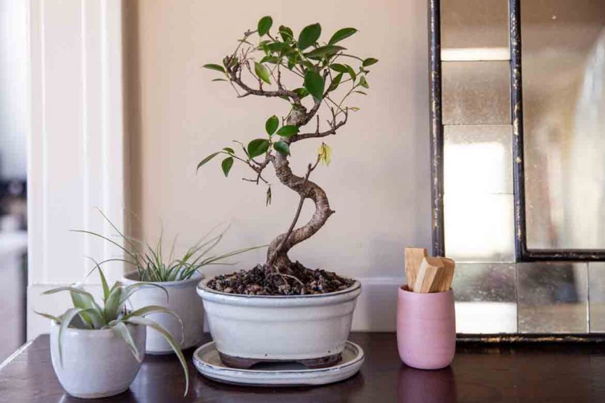 indoor trees ideas best plants inside keep healthy light low maintenance 
