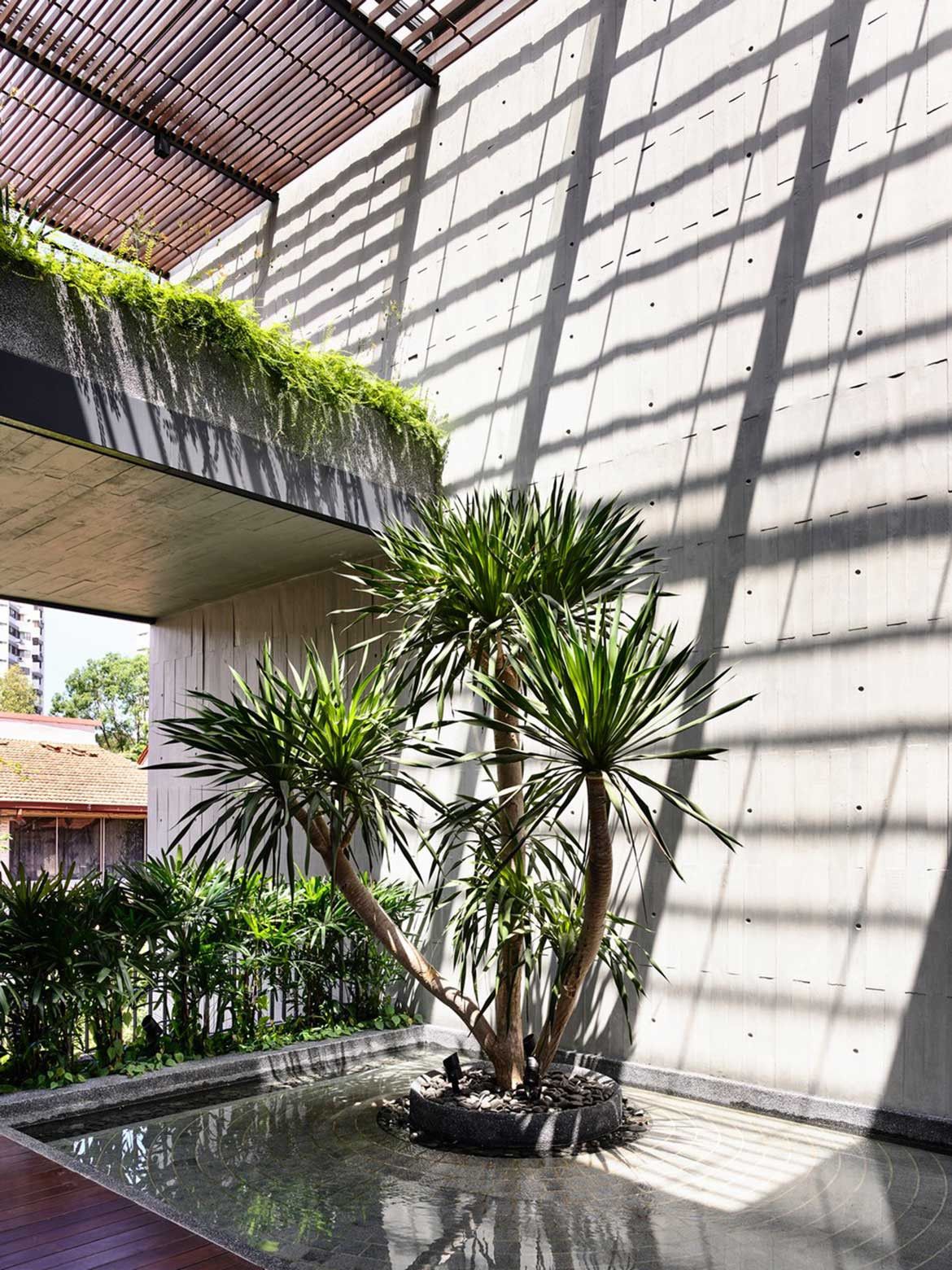 Faber Drive House HYLA Architects cc Derek Swalwell palm tree