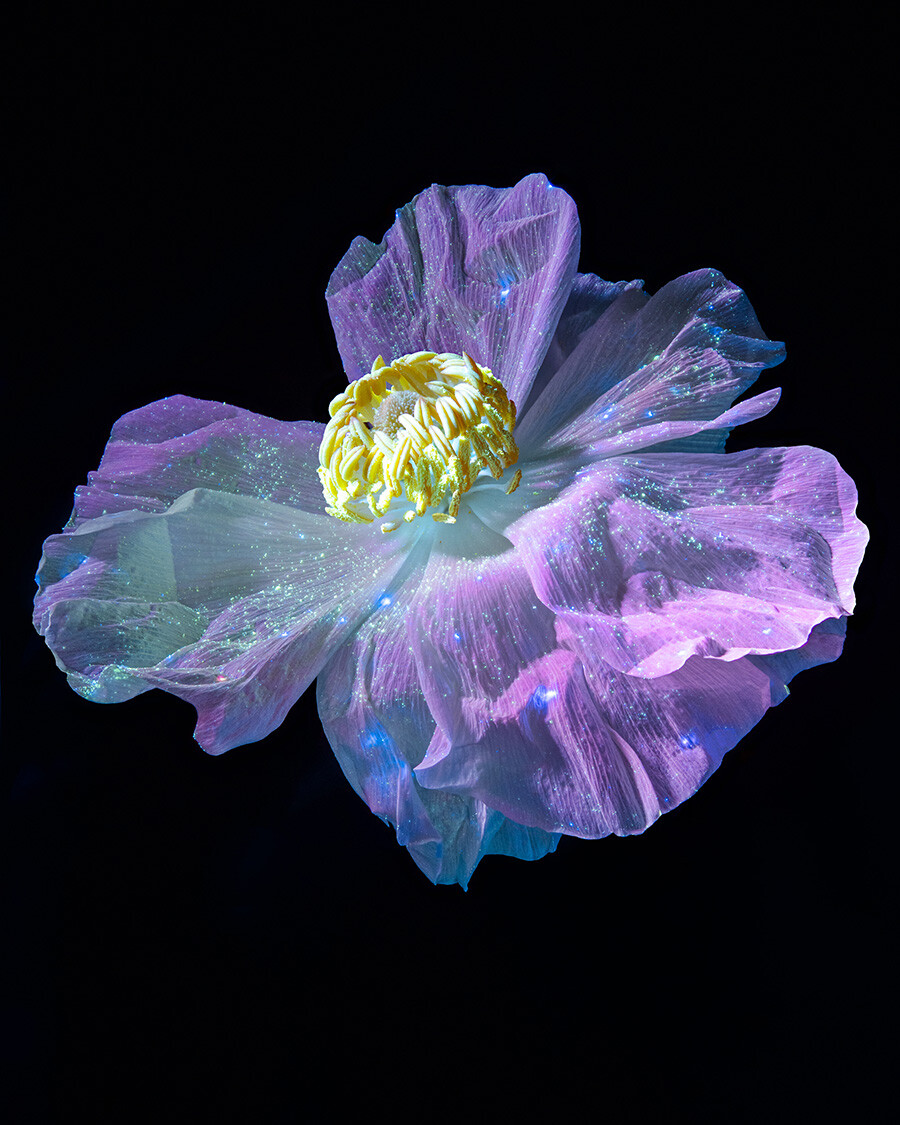 Influorescence by Kate Ballis and Tom Blachford explores long exposure and UV light photography