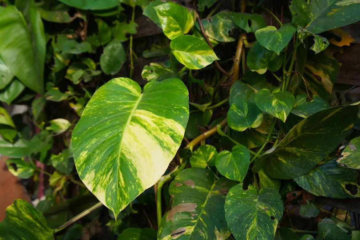 Climbing Plants Australia 10 Best Fast Growing Wall Climbers