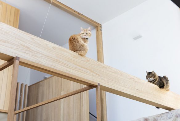 Cats sit on the timber frame rafters in the kitchen of Orient Street House.