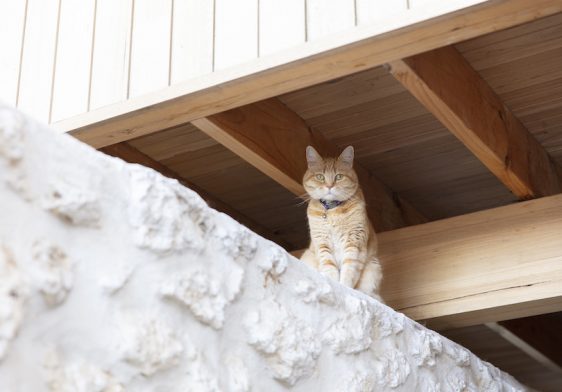 A cat sits on the historic limestone in the kitchen of Orient Street House.
