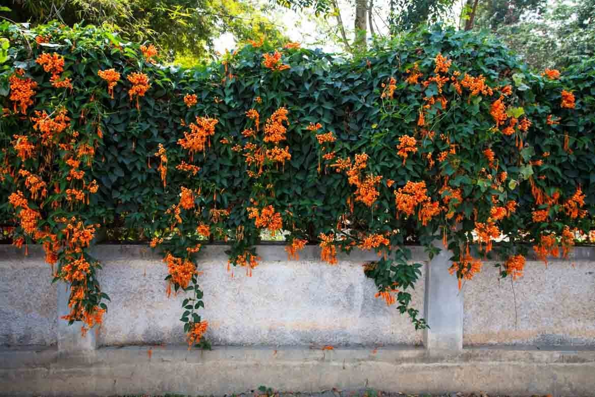 Climbing Plants Australia 10 Best Fast Growing Wall Climbers