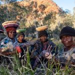 Tjanpi Desert Weavers Photography by Rhett Hammerton Artists from Kaltukatjara