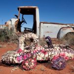 Tjanpi Desert Weavers Photography by Rhett Hammerton Mrs Burke from Warakurna